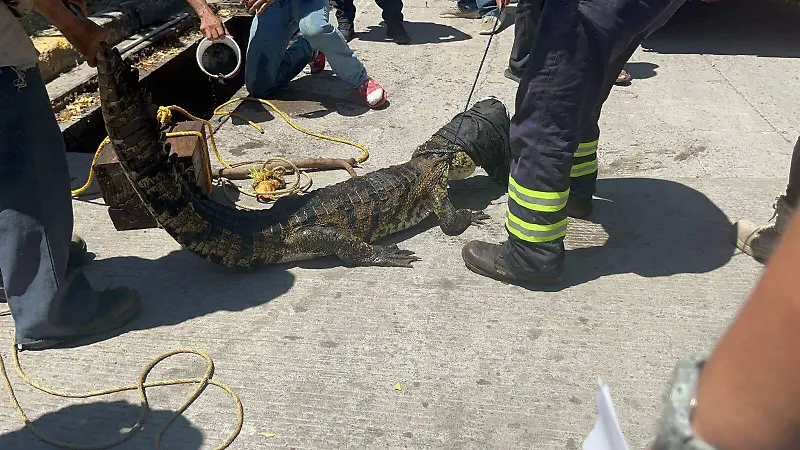 Cocodrilo en Medellín de Bravo